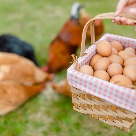 Gaestezimmer Hambammer *