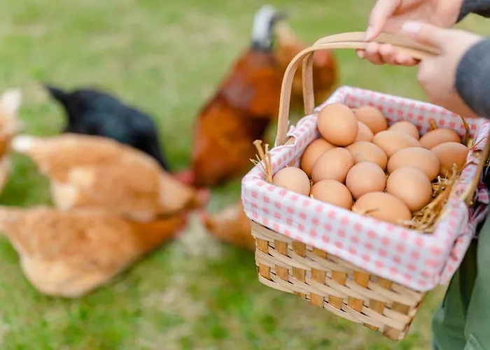 Gaestezimmer Hambammer *